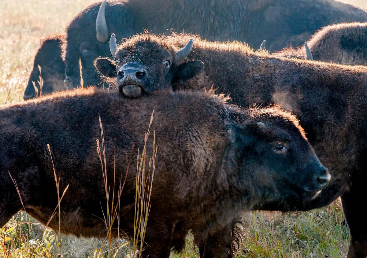 BuffaloBillfold's tweet photo. Happy National Bison Day! - https://t.co/oDUos0QIcy
#nationalbisonday #bisonleathergoods #bisonleather #buffaloleathergoods #buffaloleather #shopbisonleather #shopbuffaloleather https://t.co/wfxOImnZy0