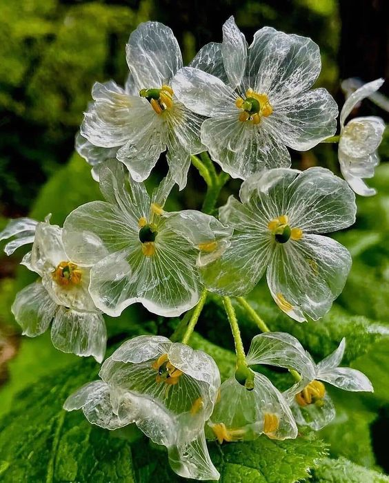 lavieestbelIe's tweet photo. Skeleton Flowers https://t.co/YzU3AC12eC