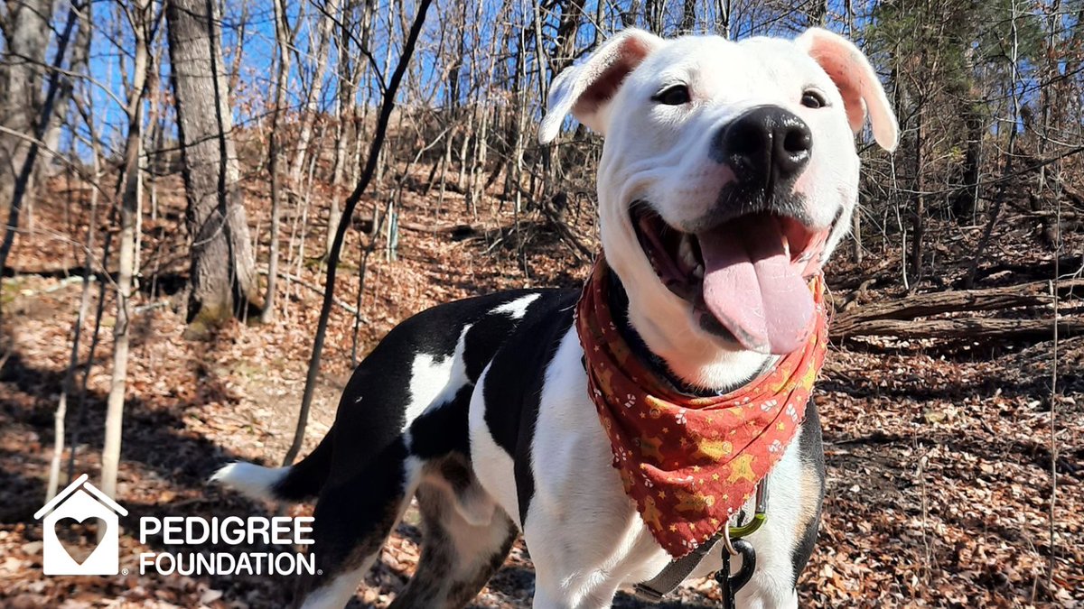 This is Petey enjoying a “Date with a Dog.” With help from @PedigreeFound, the @kyhumane is helping shelter dogs get playtime at the park with a volunteer. Ask your shelter about starting a 'Date with a Dog' program! #ShelterDog #AdoptADog #DogAdoption