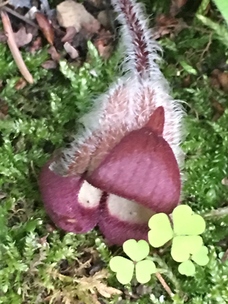 dancingkrow's tweet photo. #FlowersonFriday. A wild ginger flower. You have to go looking for them. They hide under the plants leaves. #chimeragarden https://t.co/QDpJBBCclb
