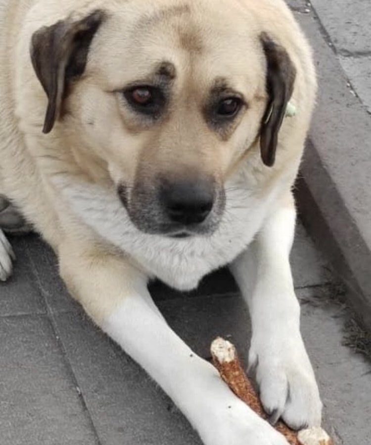 Anne beni niye doğurdun :D