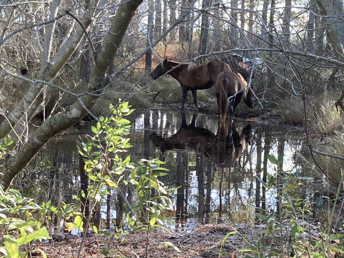 Rodney_Crouse's tweet image. #SwiftLearner doesn’t have itches like these ladies - but if he did he would use a natural back scratcher too. #reflections #AssateagueAwesome @dacia92 @AssateagueNPS