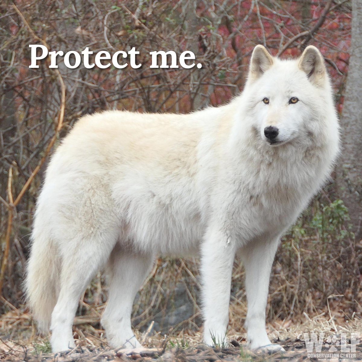nywolforg's tweet photo. 44 wolves have been slaughtered since MT's hunting season began in Sept. How many more will die before the season ends in March?

There's no scientific reason for wolf hunting - it's killing for fun. Take action to #RelistWolves in the Northern Rockies: https://t.co/eMvJPRbZev https://t.co/yBQNBdGVMq