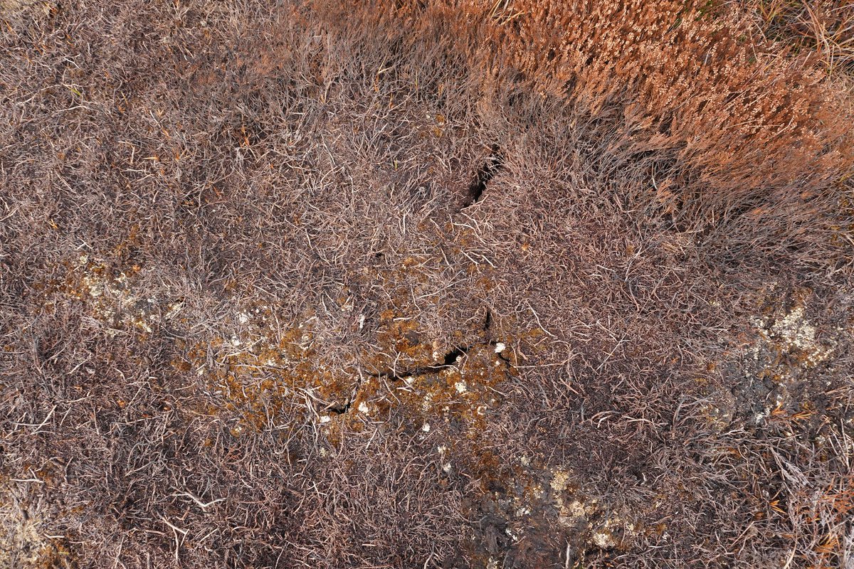 taspinallphotos's tweet photo. Despair yesterday (see left), hope today (see right) - one, a driven grouse moor after a recent "cool burn", the other @RSPBDoveStone where restoration has brought cranberry, bog rosemary and the delectable Sphagnum medium - why we still accept the former is beyond me https://t.co/KnapvgLW2I