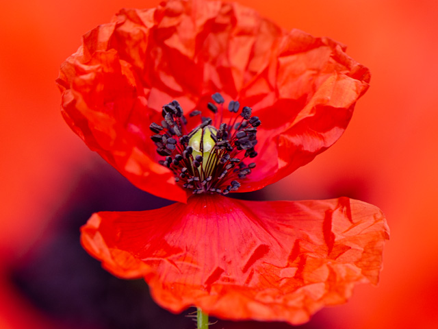 regionofpeel's tweet photo. Today the Region of Peel joins Canadians for a day of reflection and remembrance as we honour those who dedicated their lives for our freedom. 

Join us to celebrate their courage and bravery.  #RemembranceDay #LestWeForget. https://t.co/CH55mq1DUV