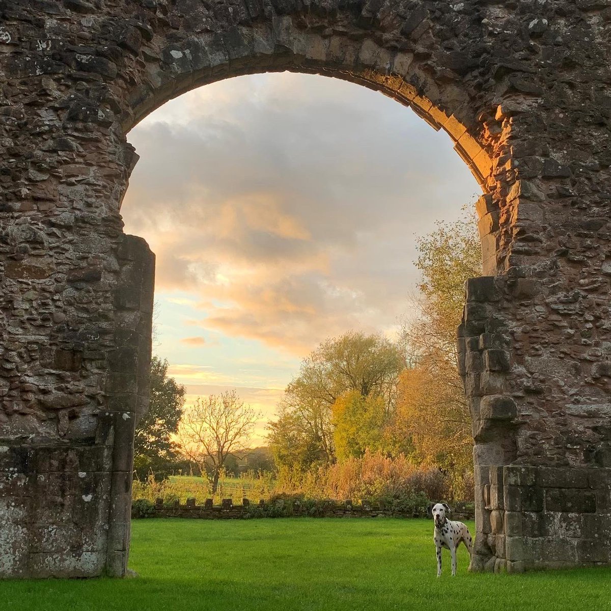 On our way back from rehoming a Dobie, Cora and I stopped at Lilleshall Abbey - beautiful ruins and late sunshine #Shropshire @EnglishHeritage #dogsoftwitter #dalmatian