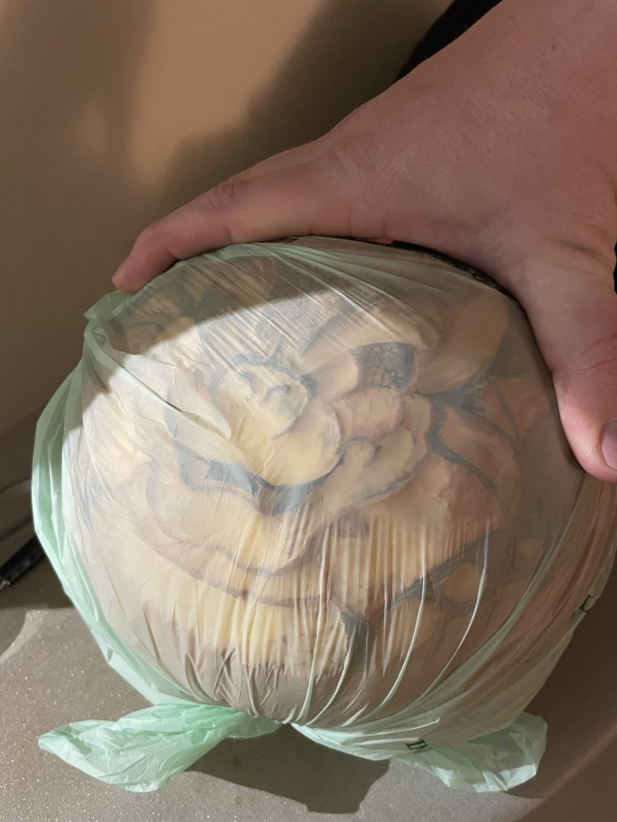 KinKitsune's tweet photo. So longé, Bowser!

Always feels weird putting hours of work into a food waste bag. There’s only really one day where the flesh is still juicy enough for the light to shine through it nicely. Then before you know it, mould, and a real horror show. 🤢

🎃
🗑️ https://t.co/om2XRv1Ueu