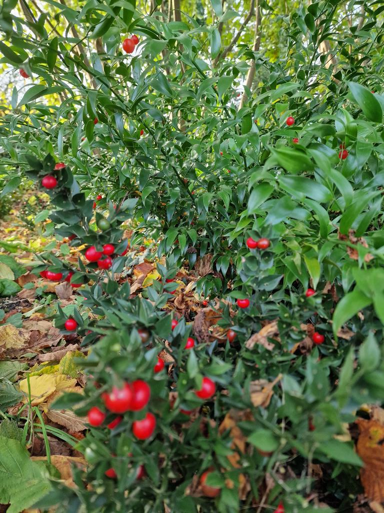 MLaurenceDesign's tweet image. The woodland edge area looking lovely. Main understory is Danae racemosa,  Alexandrian laurel  and some Ruscus aculeatus, butcher&apos;s broom.

#woodlandgarden #woodlandcopse #hazel #hazelgrove #hazeltrees #copse  #coppicewood #danaeracemosa #ruscus #woodlandedge #gardendesign