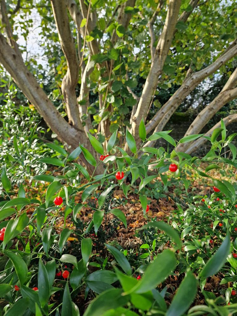 MLaurenceDesign's tweet image. The woodland edge area looking lovely. Main understory is Danae racemosa,  Alexandrian laurel  and some Ruscus aculeatus, butcher&apos;s broom.

#woodlandgarden #woodlandcopse #hazel #hazelgrove #hazeltrees #copse  #coppicewood #danaeracemosa #ruscus #woodlandedge #gardendesign
