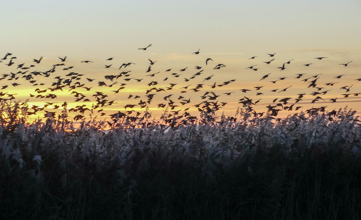 Steve Robinson tweet media