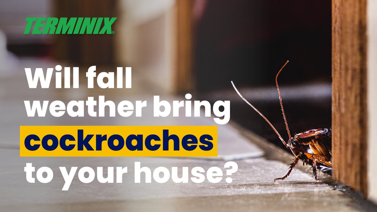 When the weather starts to cool down, many animals either hibernate or migrate to warmer climates. But not cockroaches. Learn how fall weather could lead to cockroach infestations: terminix.com/blog/home-gard…