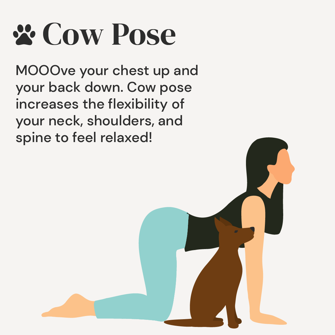 You don't have to be a yogi to enjoy some stretching before bed! 🧘‍♀️

Relaxing before bed can improve sleep quality. Wind down with a few of these fur-friendly #yoga poses! 🐾