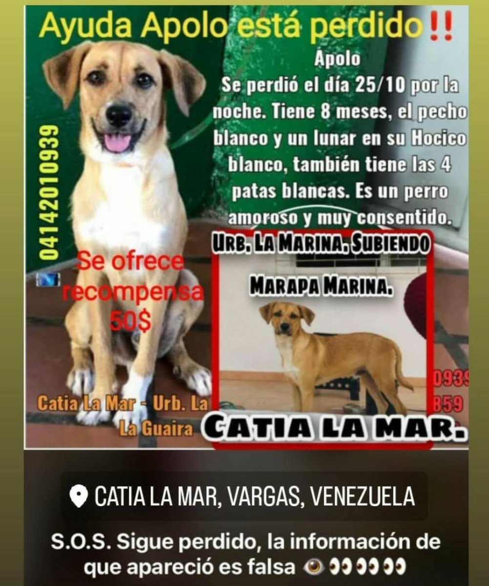 PerroUsuario's tweet photo. #SeBusca  Catia la Mar, Vargas La Guaira https://t.co/u0XYhQAevy