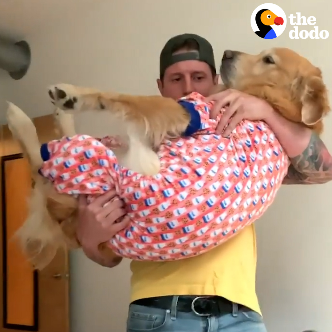 The Dodo on Twitter "Dog jumps into dad’s arms every night when he