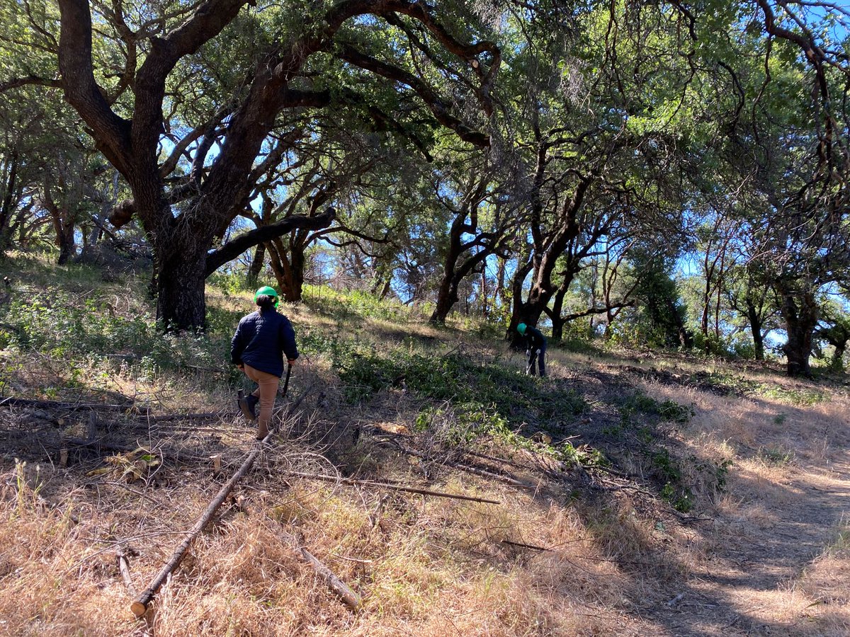 sonomaopenspace's tweet image. It’s Forever Friday! We’ve got a new blog post about our vegetation management projects at the upcoming Calabazas Creek Regional Park and Open Space Preserve, aimed at reducing fire fuels and preparing for the possibility of future wildfires. Read here: campsite.bio/sonomaopenspace