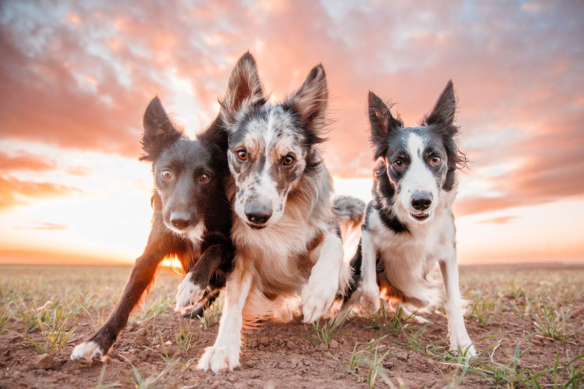 good dog squad tweet media