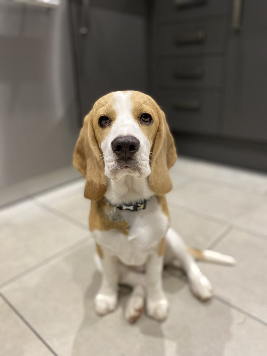 simonwatts_tc's tweet photo. Hello Twitter, my name’s Willow #beagle #puppy #toocute https://t.co/WQLHJnw2M8