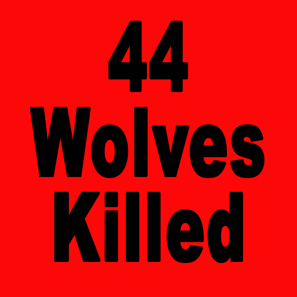 WolvesOfRockies's tweet photo. One more Montana wolf killed yesterday. As of November 4, 2022, Montana has killed 44 wolves. This doesn't include poaching and other human-caused mortality.#stoptheslaughter #wolvesoftherockies #mtfwp #yellowstonenationalpark https://t.co/WPAl7fNN9M