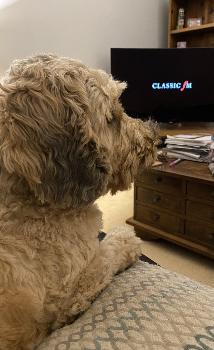 HenleyViv's tweet photo. Thank you @ClassicFM for making a huge difference to Lily tonight 🐕 ❤️ #PetClassics https://t.co/uZef9HwcMN