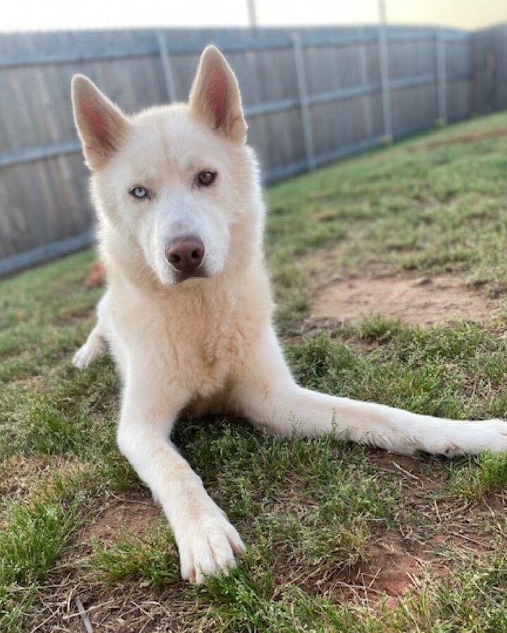 PLEASE help!!! Mac needs a foster IMMEDIATELY! 😭😭

He loves other dogs and does great with older kids! He is a gorgeous boy who deserves a chance at a true forever family. We can only bring him into our program with a foster home signing up at ww… instagr.am/p/CkjQ16zr3pC/