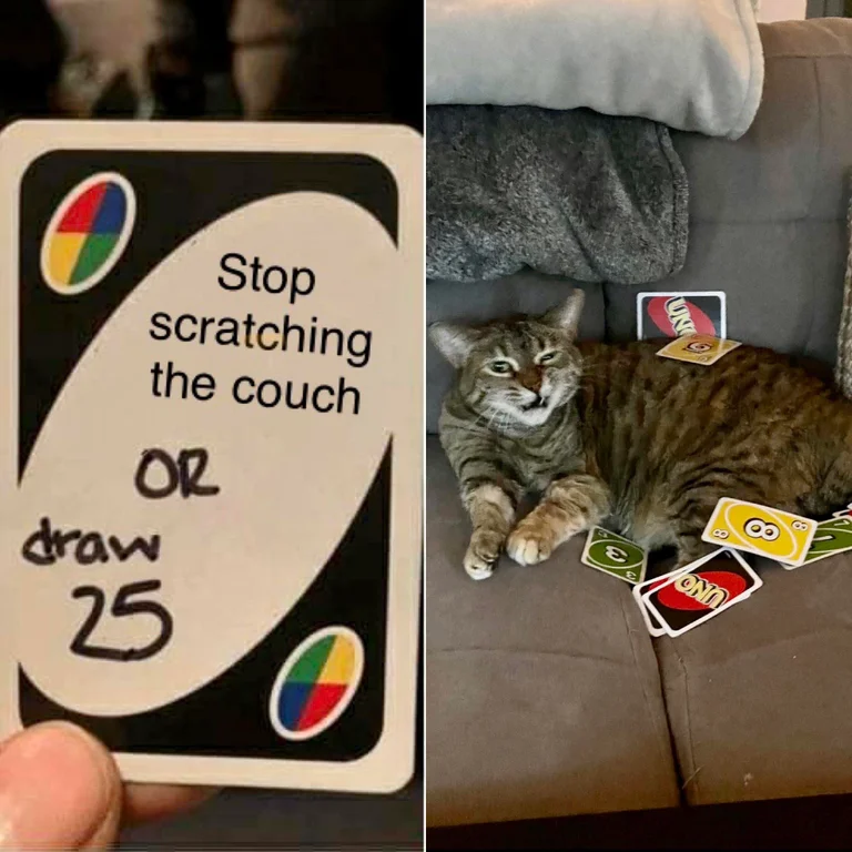 Dont Show Your Cat tweet media