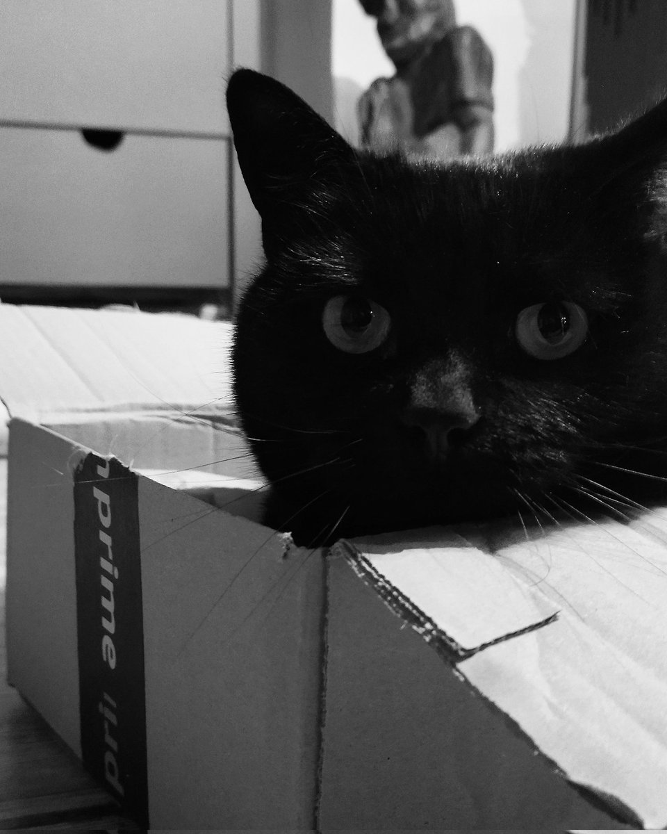 SkyHighLowFly's tweet image. Amazon Prime Deliveries these days are so lifelike and fluffy 😍

#lucifer #littleluci #ifitfitsisits #amazonprime