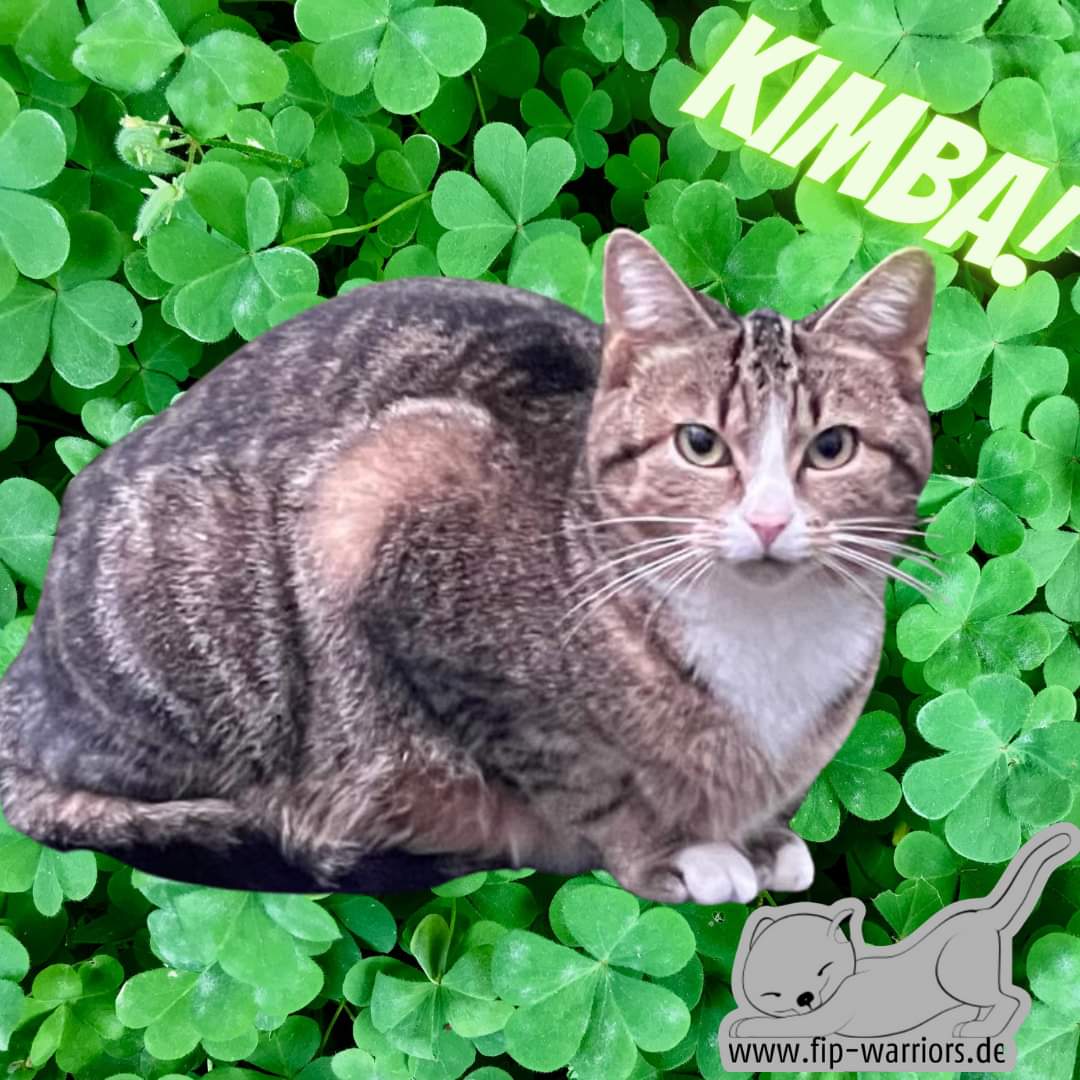 FipWarriors's tweet photo. Kimba hat die Behandlung erfolgreich absolviert und geht mit bildschöne Blutwerten nach 84 Tagen in die Wartezeit. Hipphipphurraaaaa!
#fipwarriors #fightfip #fcov #fip #fipcats https://t.co/We4fhUK5OL