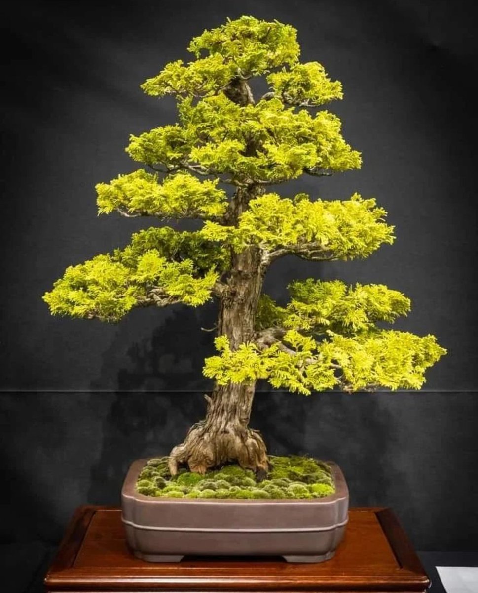 Houseplant Hobbyist on Twitter "A picture perfect bonsai tree 🌿"