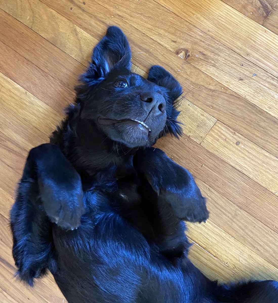 mccarthy_kace's tweet photo. Darby’s new trick to avoid getting in her crate: playing dead as if I can no longer see her. If all else fails, the sweet smile and puppy eyes work too. https://t.co/G902vpeD6k
