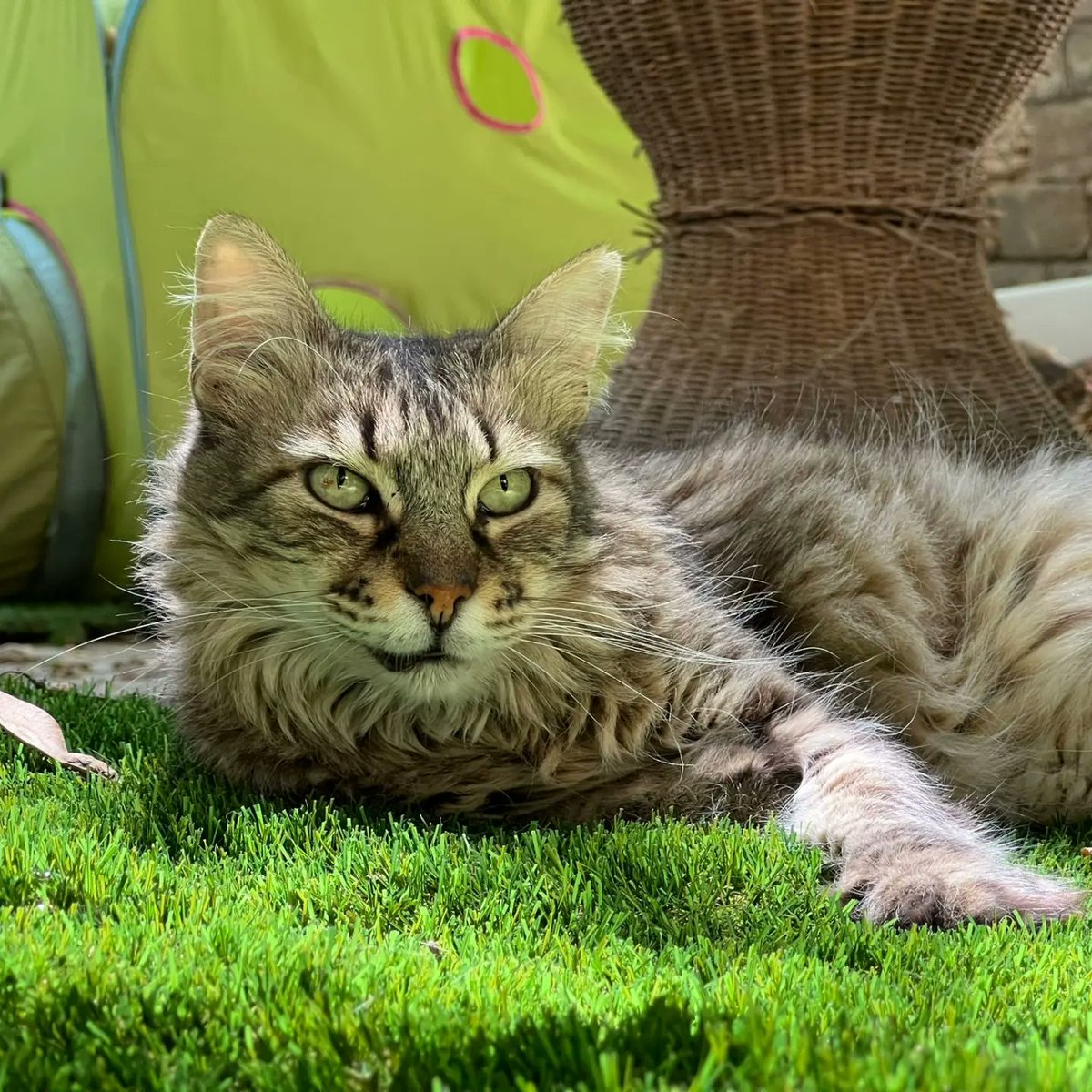 Festes del Animals tweet media