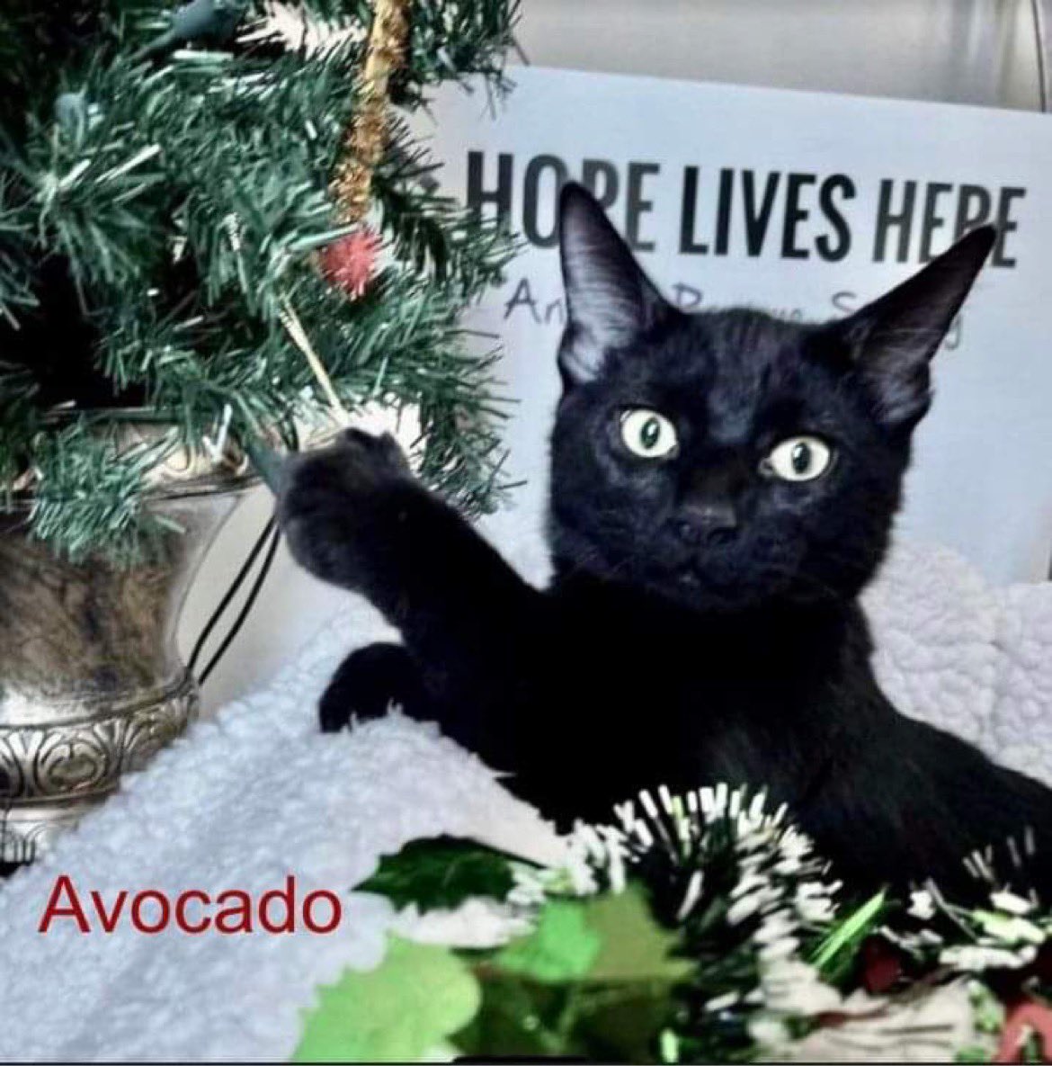 Hope Lives Here Animal Rescue Society (@hlhanimalrescue) on Twitter photo 