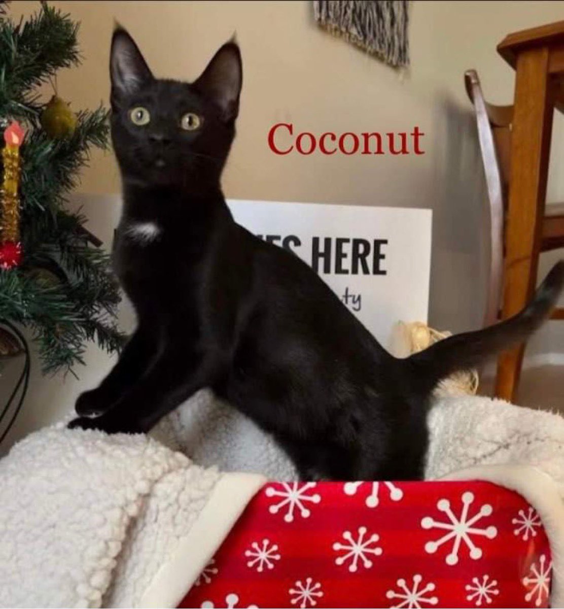 Hope Lives Here Animal Rescue Society (@hlhanimalrescue) on Twitter photo 