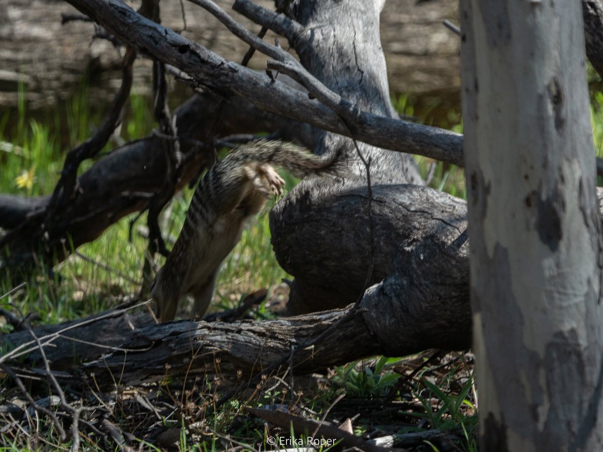 BOING
#WorldNumbatDay