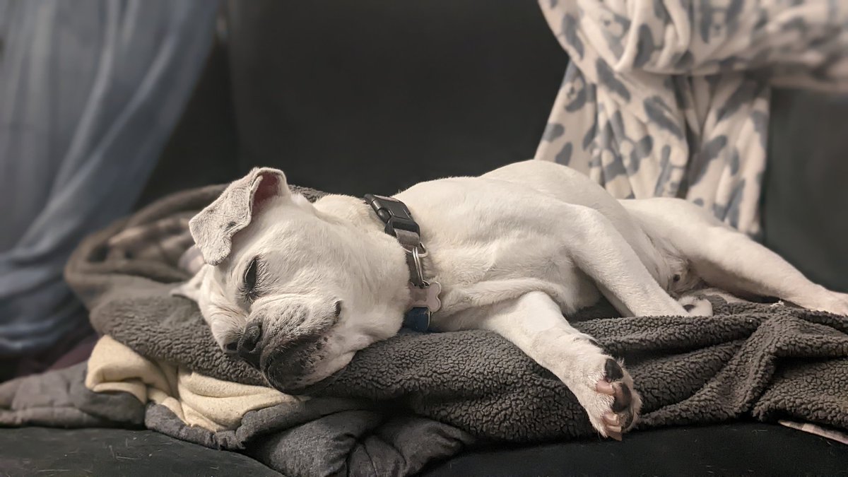 It's a good Friday night when you get all of the blankets arranged perfectly