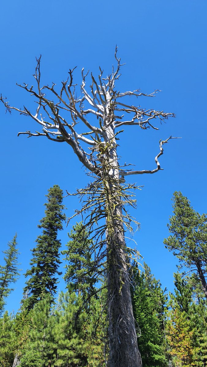 SvenRodne's tweet photo. On this #FireScarFriday I had to post about these samples from a massive snag (146 cm dbh; 4.79 ft dbh) found east of Mt. Hood (in the moist, mixed conifer zone). While finding firescars on a PIPO was not particularly exciting, the elevation of close to 5000ft was! https://t.co/fR6gtFS2xS