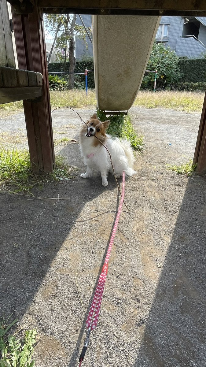 長い枝がお好きなおかわいいおルルちゃんです。
#パピヨン　#papillon