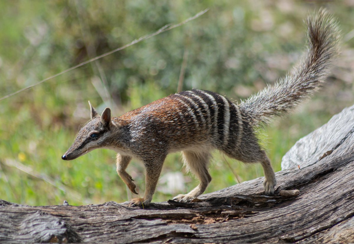 It is #WorldNumbatDay today. A great opportunity to celebrate these wonderful, unique marsupials, reflect on the reasons they are are #endangered and think about that can be done to conserve them and other #threatenedspecies #wildoz