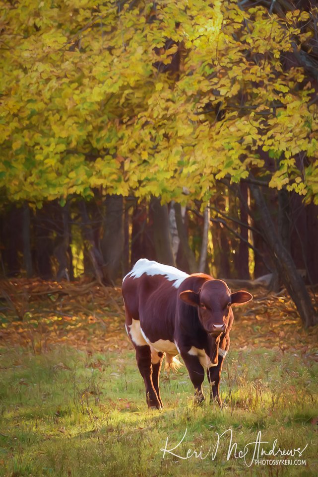 PhotosByKeri's tweet photo. Autumn Moooves Me - 10/29/22
#2022Project52 - #Week44
It was nice to see some more #autumn color last weekend after a week of rain. And even the local #bovine friends were out enjoying the weather! Such a unique find to enjoy in late afternoon light! #mawx
https://t.co/f7On4Ufb1u https://t.co/cwiK5yqvSc