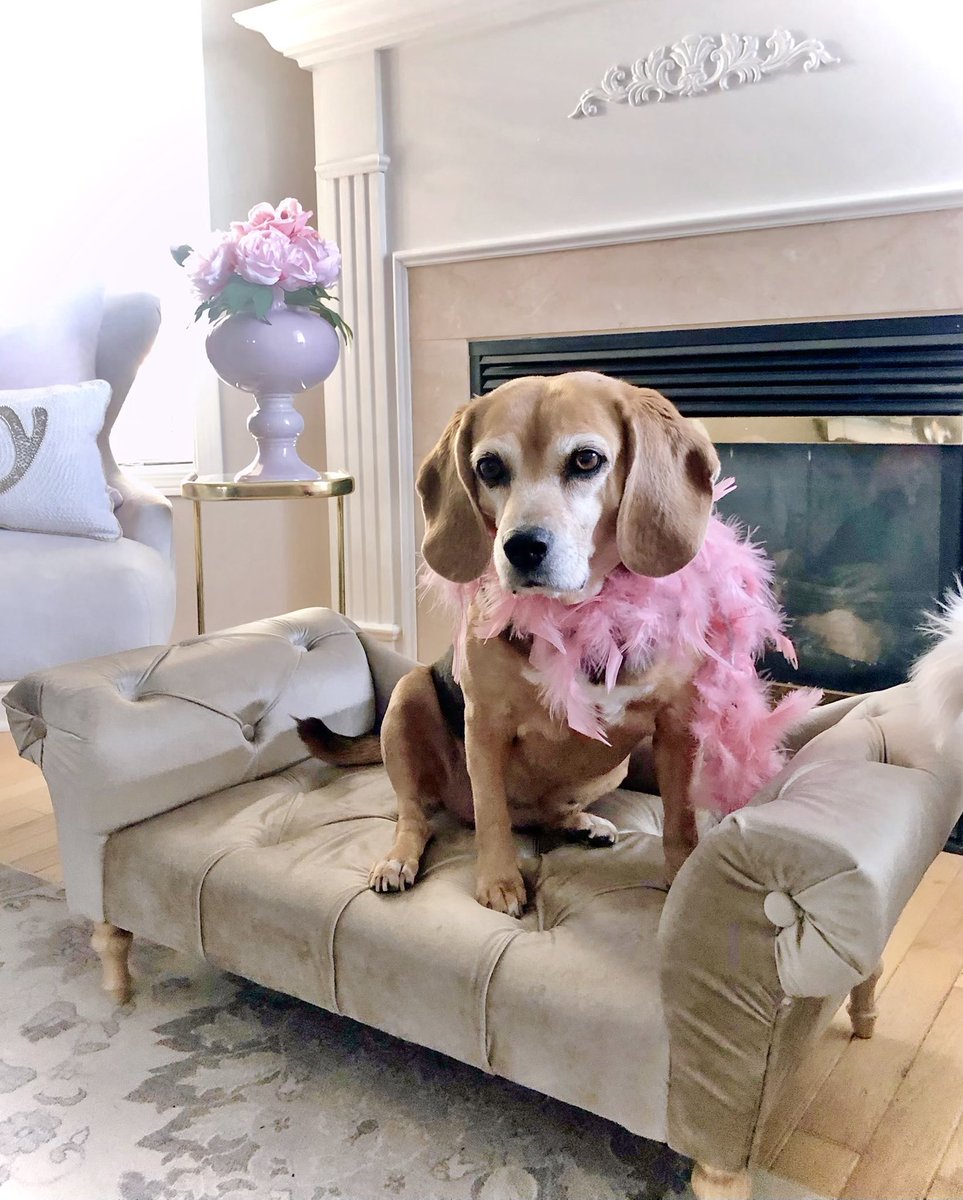 BeagleTopazthe's tweet photo. I gots a new sofa!๐
Iz from da @HomeSenseCanada
@beaglefacts #beaglesoftwitter #myhomesense #divadog #dogbed #dogsindecor https://t.co/mzJnNwHTCL