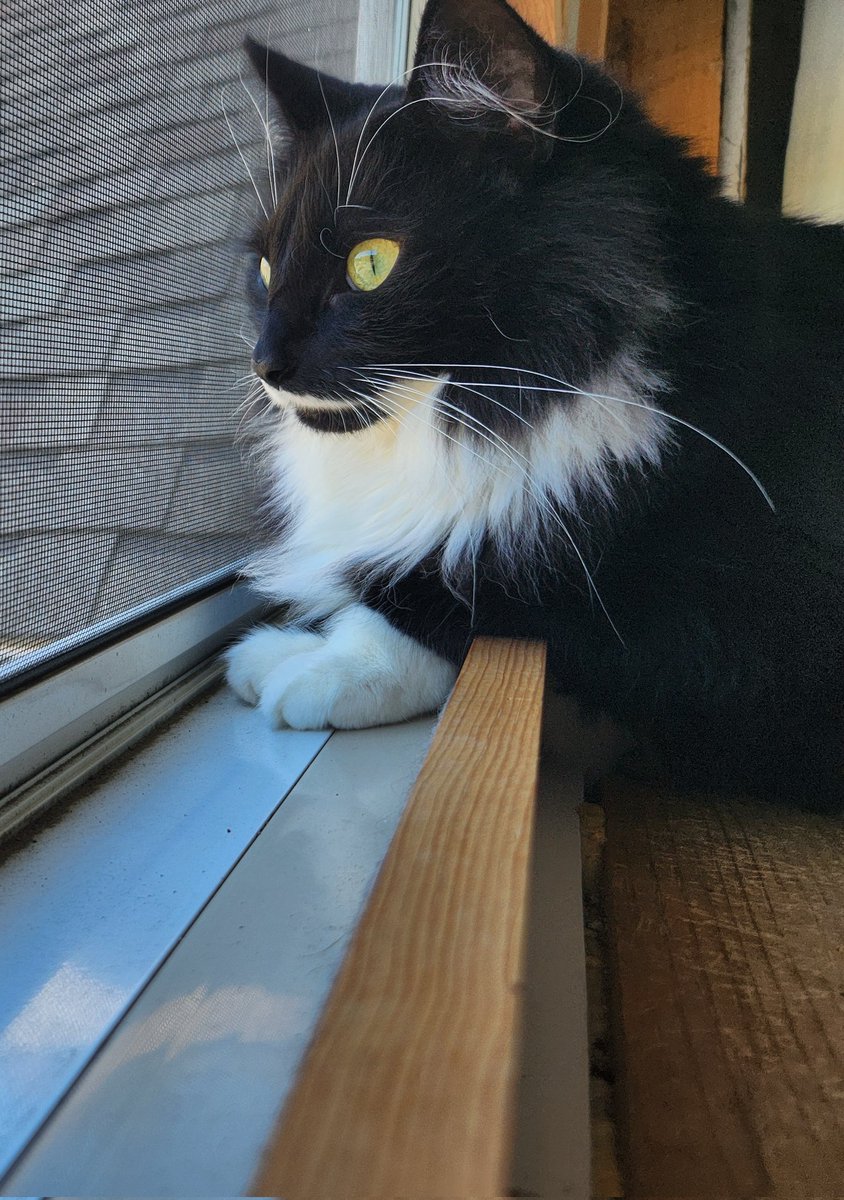 HaggisandNessie's tweet image. The wind is swirling the leaves around so they look like birds! In other news, my ear tufts are on point #Nessie 
#WindowCat #maybeicancatchone #ornot #eartufts #OnPoint #TuxiesofTwitter #AdoptDontShop