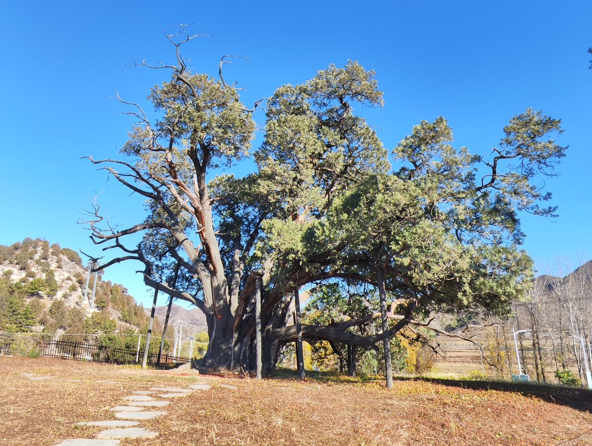 北京现存树龄最大的的古树王，约3500年，九搂十八杈。