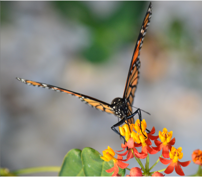Proyecto_M2050's tweet photo. #Libro "Levantando el vuelo una introducción al #mundo de las #mariposas #monarca" autor Rodrigo G. LLanos Gómez. Disponible en: #Amazon, #Apple, @Google y #Kobo. https://t.co/NRvjOb8p0w #mariposasmonarca #ebookgratuita https://t.co/N1x9C1nnwx