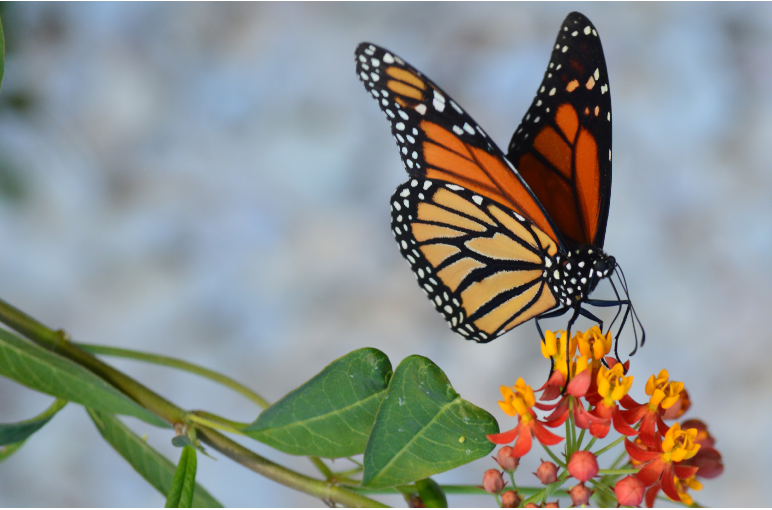 Proyecto_M2050's tweet photo. #Libro "Levantando el vuelo una introducción al #mundo de las #mariposas #monarca" autor Rodrigo G. LLanos Gómez. Disponible en: #Amazon, #Apple, @Google y #Kobo. https://t.co/NRvjOb8p0w #mariposasmonarca #ebookgratuita https://t.co/N1x9C1nnwx