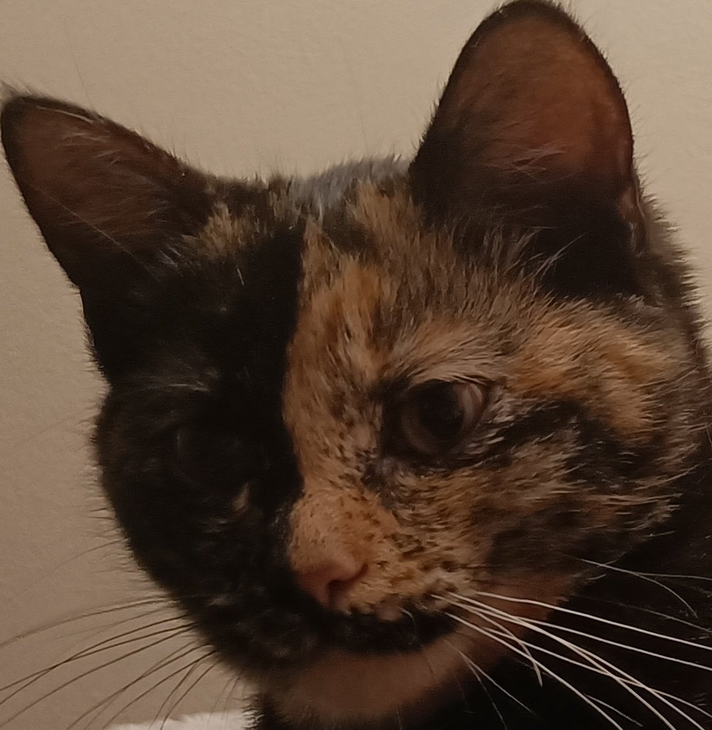 <a href="/ShikaiKageshini/">Shikai</a> @OdieuxPoney