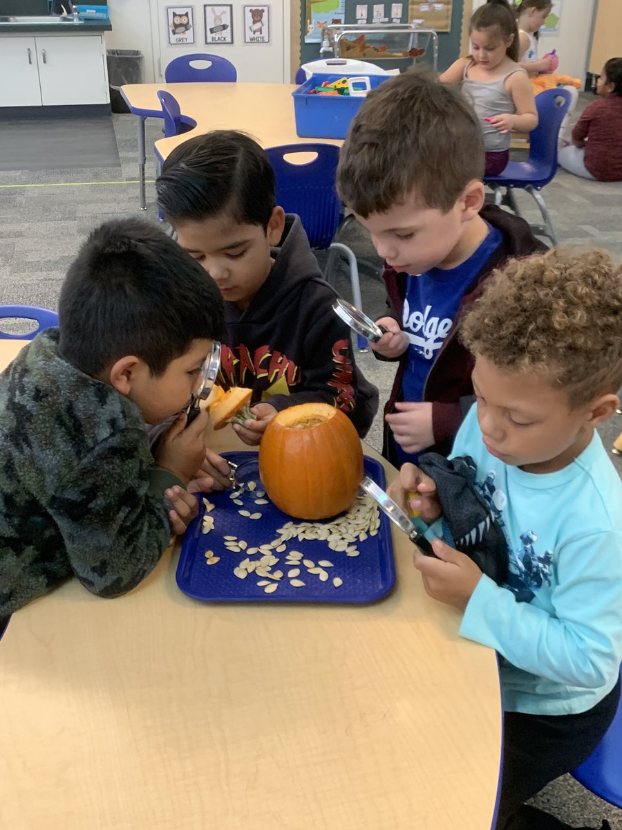 Mrs_Steen3's tweet photo. We are scientists! #transitionalkindergarten #pumpkinexploration @PVSDCamarillo @PVSEACougars @PVSEAPTA https://t.co/wVyLWkhFey