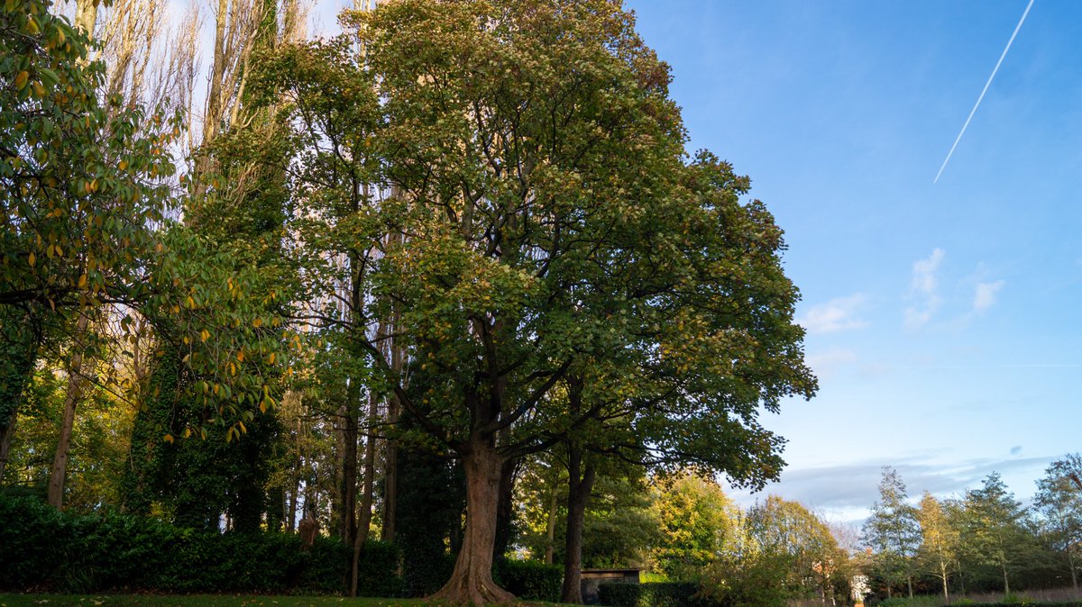 irvingphotog's tweet photo. Trees. #Amazing #beautiful #beauty #Camera #Flower #Flowers #happy #life #love #PeaceAndLove #photo #picture #photogallery #photographer #photography #picture #PictureOfTheDay #instagood #photooftheday #shapshot #throughthelens #macro #macrophotography #nature #tree #trees https://t.co/ZqbVlzsK3a
