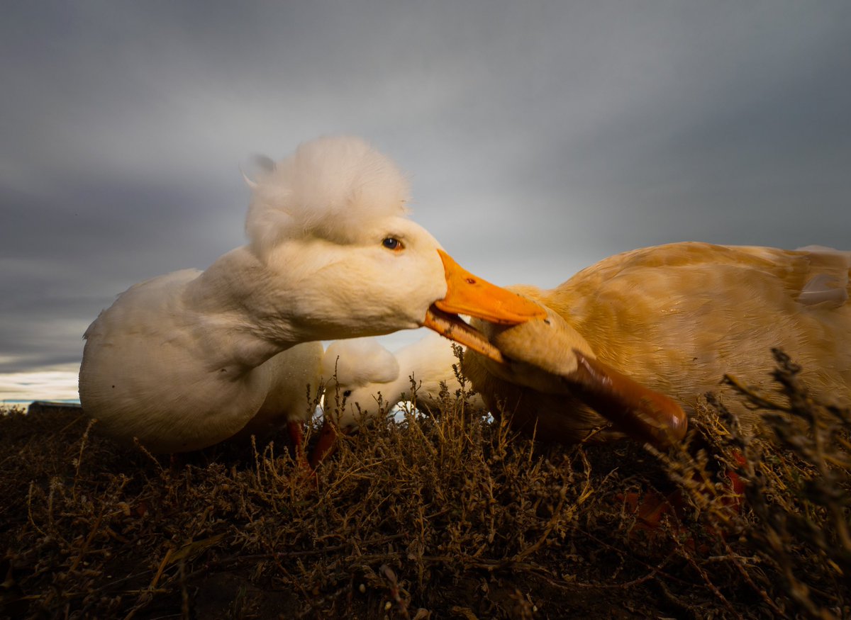 DuckFoodBot's tweet photo. I’m just trying to give my friend a matching hair style.

(retweet to send a snack https://t.co/bCx4zPeNUf) https://t.co/uNWUzh5C7r