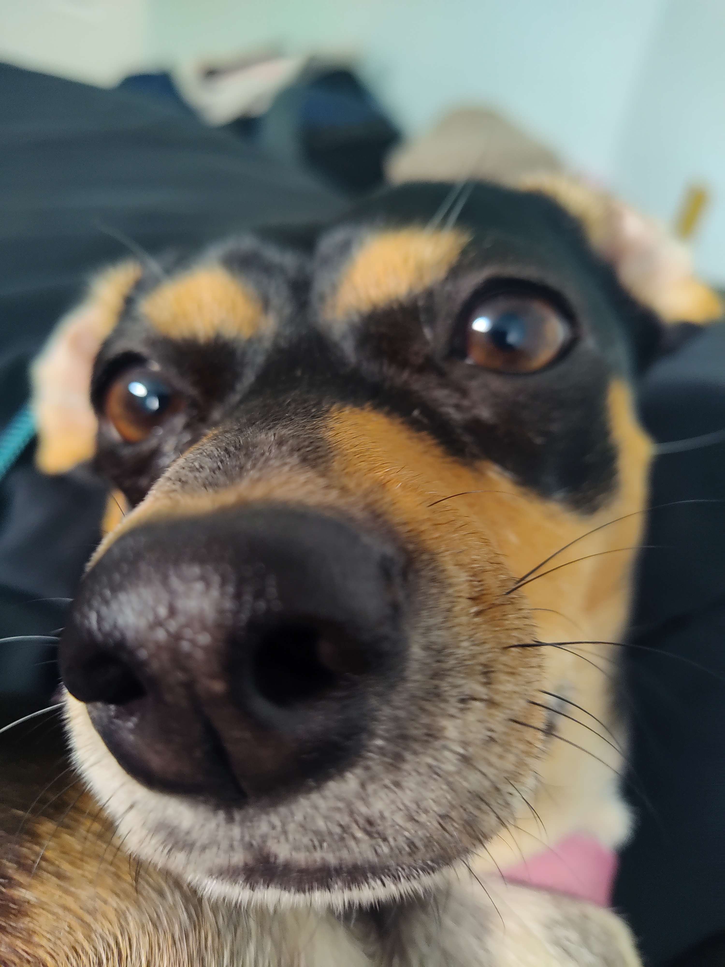  on twitter banbuds leave me damn dog alone https t co eyw3tbbvce