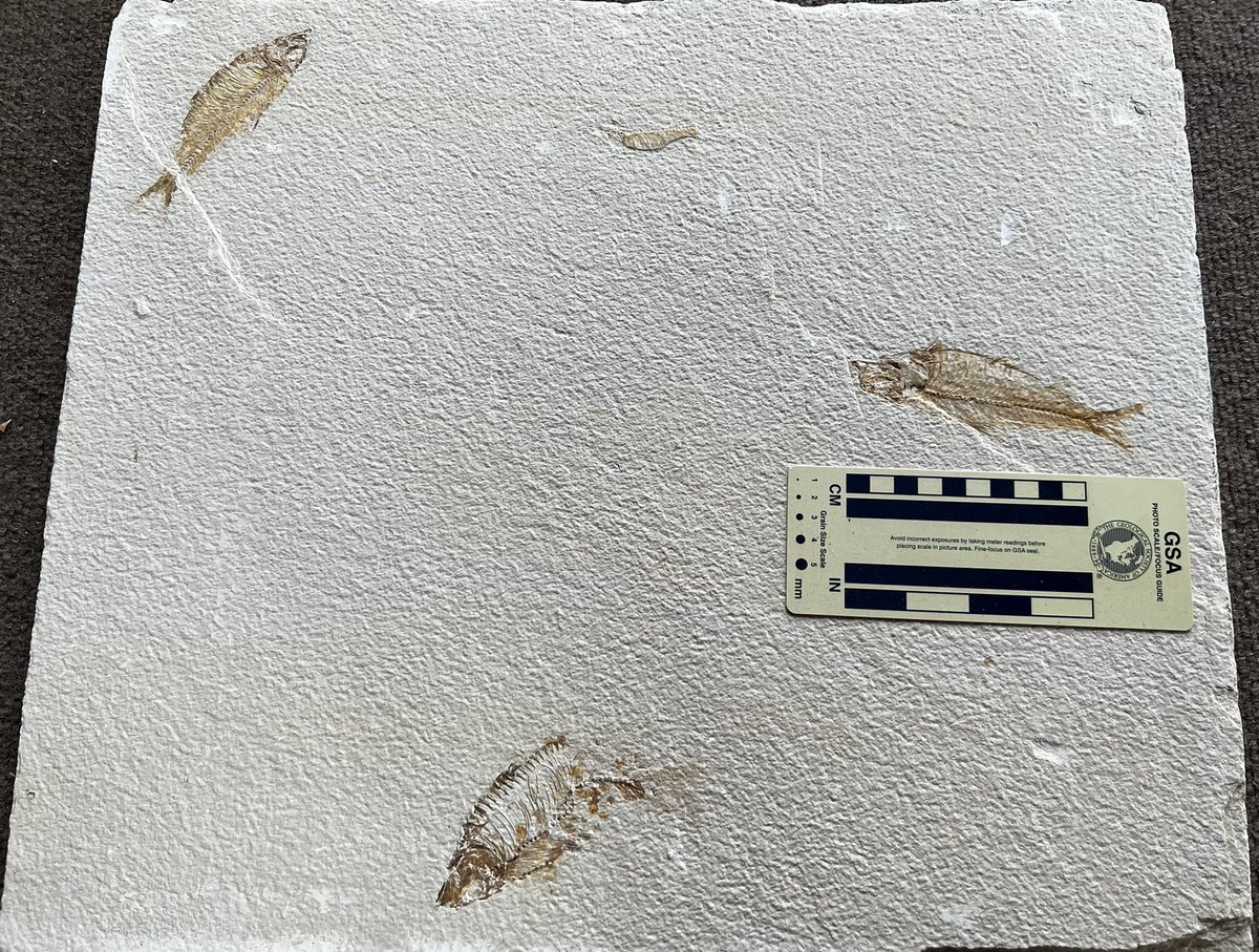 GRS_Science's tweet photo. #FossilFriday brings another #MAPS2022 findโฆsome #GreenRiverFormation fish ๐ on a nice size slab! Might be a few more lurking in there ๐ค
#makinggeosciencereal https://t.co/ohZprqHLrh