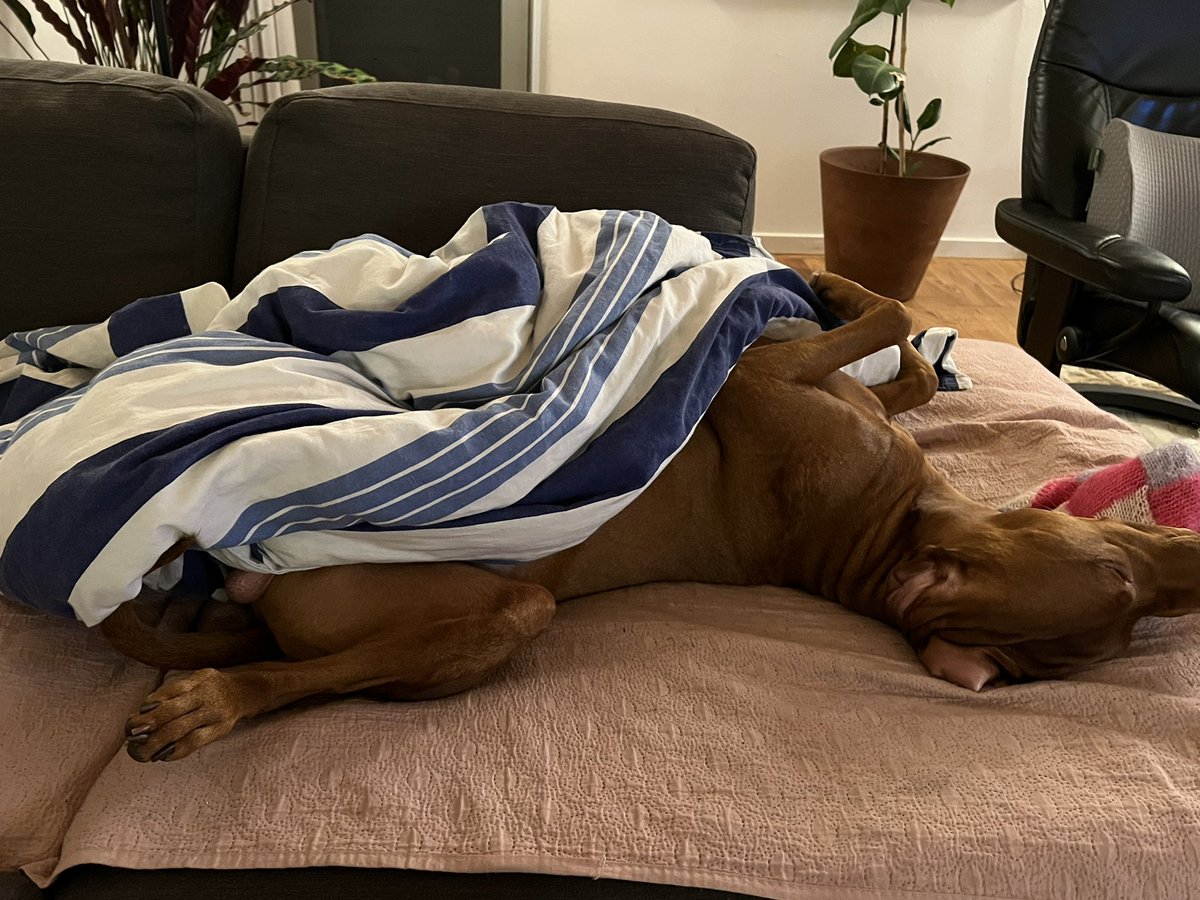 Halfway through the scary movie…#dogs #dogsoftwitter #vizsla